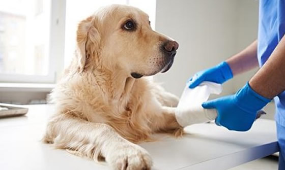Dog First Aid Training